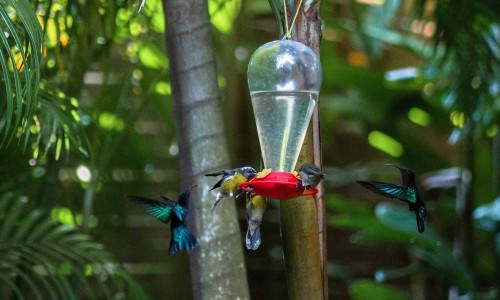 Au Jardin des Colibris